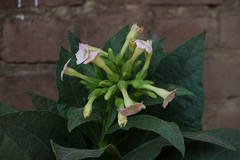 Nicotiana tabacum